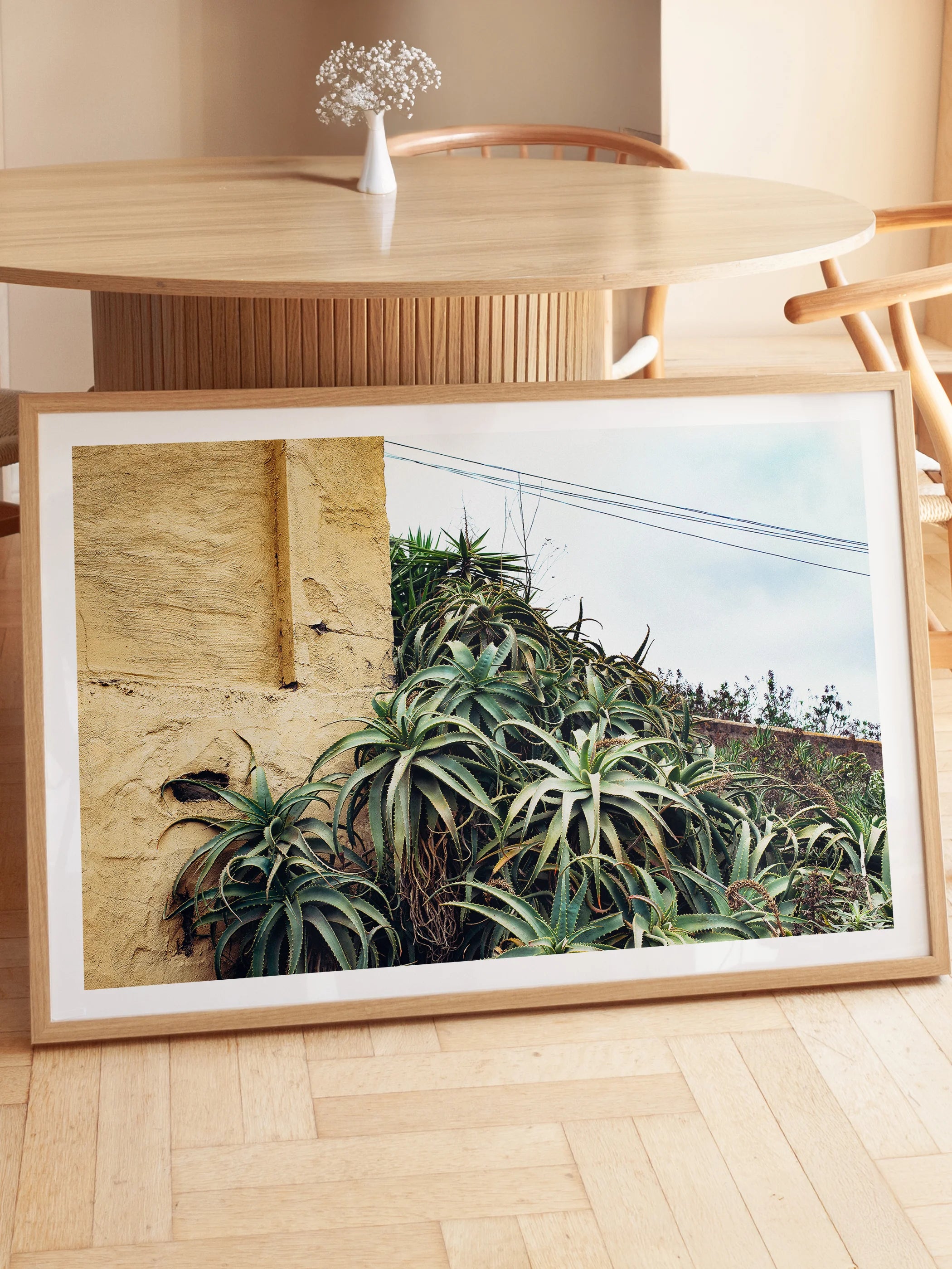 Las Palmas Candelabra Aloe on Wall