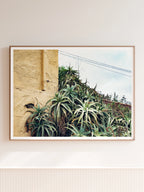 Las Palmas Candelabra Aloe on Wall