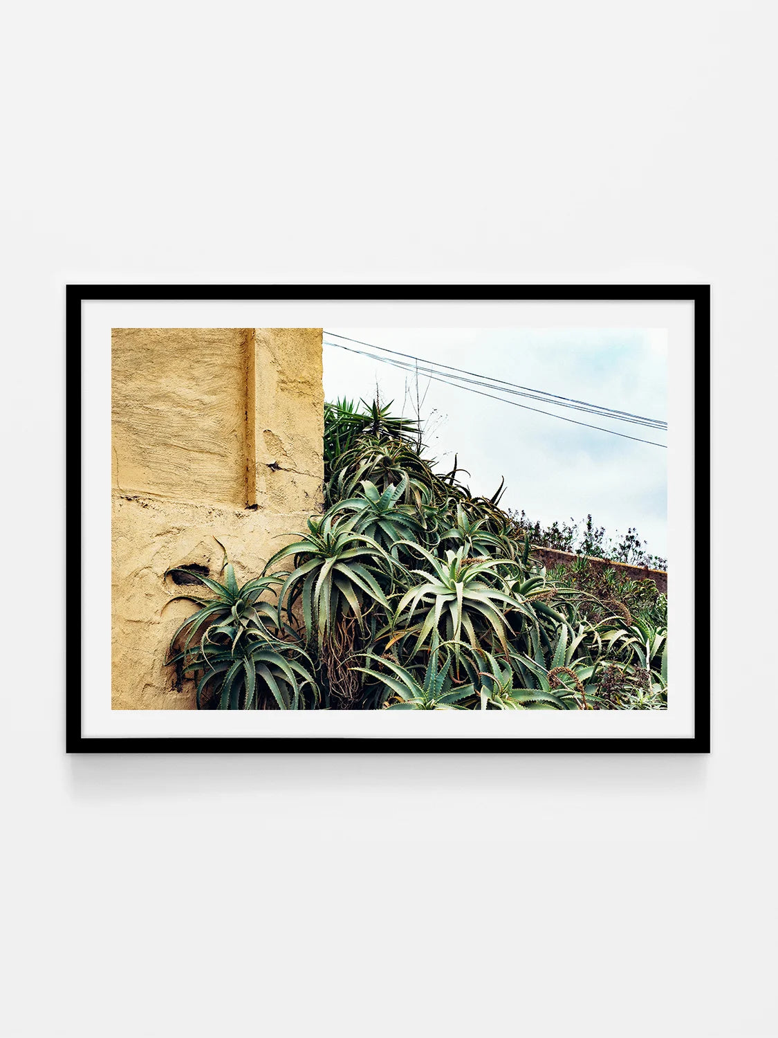 Las Palmas Candelabra Aloe on Wall