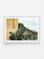 Las Palmas Candelabra Aloe on Wall