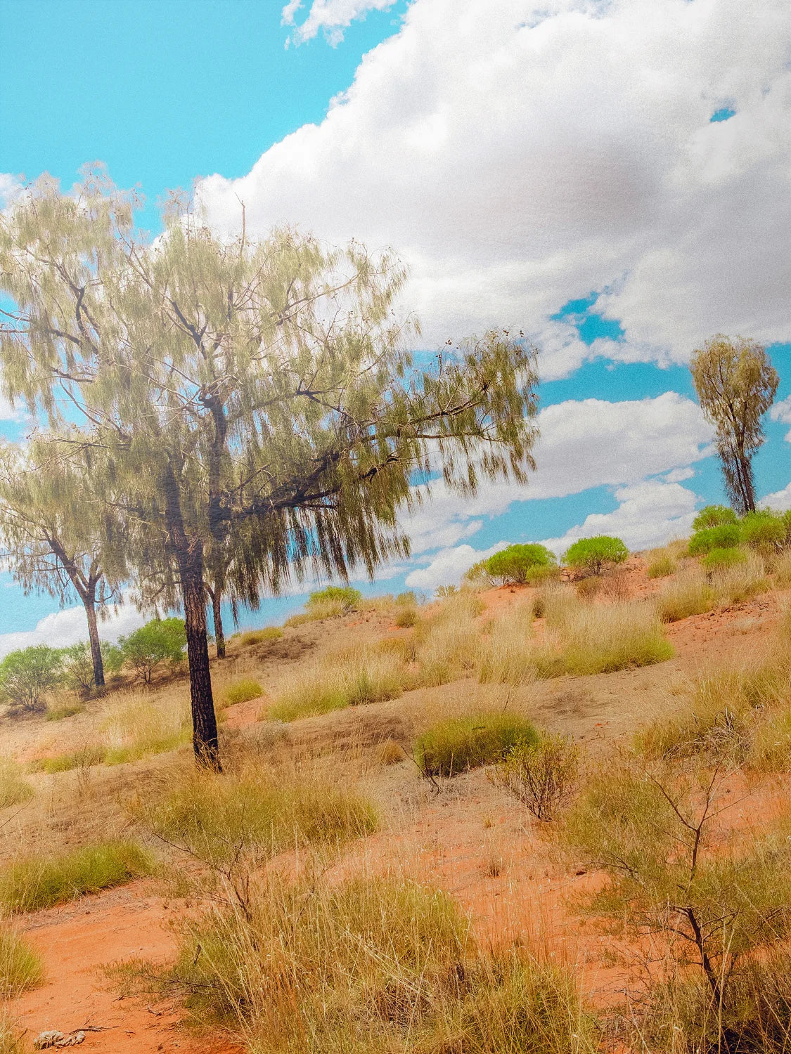 Lasseter Highway Spinifex, Trees and Dunes Landscape