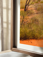Lasseter Highway Spinifex, Trees and Dunes Landscape