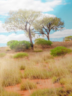 Lasseter Highway Spinifex, Trees and Dunes Portrait
