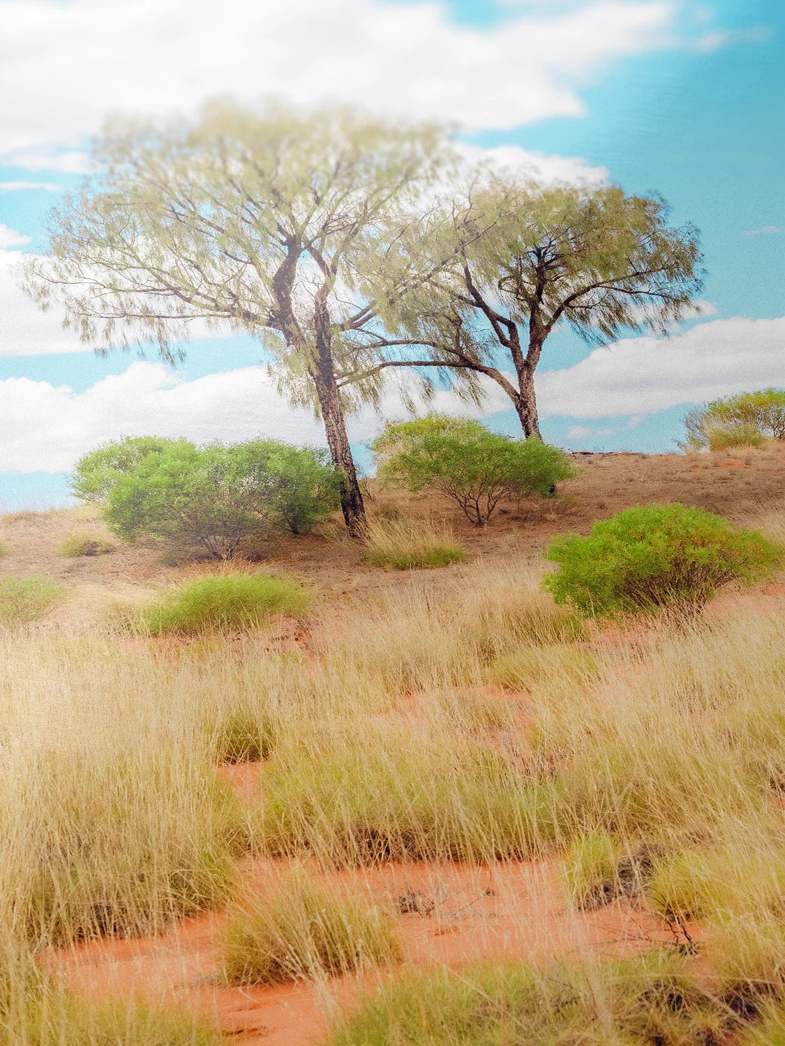 Lasseter Highway Spinifex, Trees and Dunes Portrait