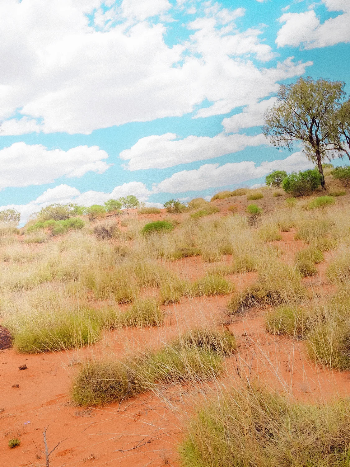 Lasseter Highway Spinifex on Red Sand Landscape