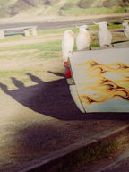 Lorne Cockatoos, Corellas and Cars