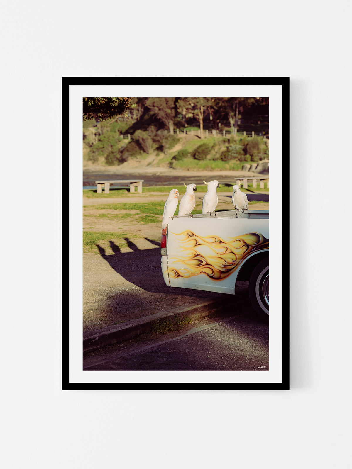 Lorne Cockatoos, Corellas and Cars