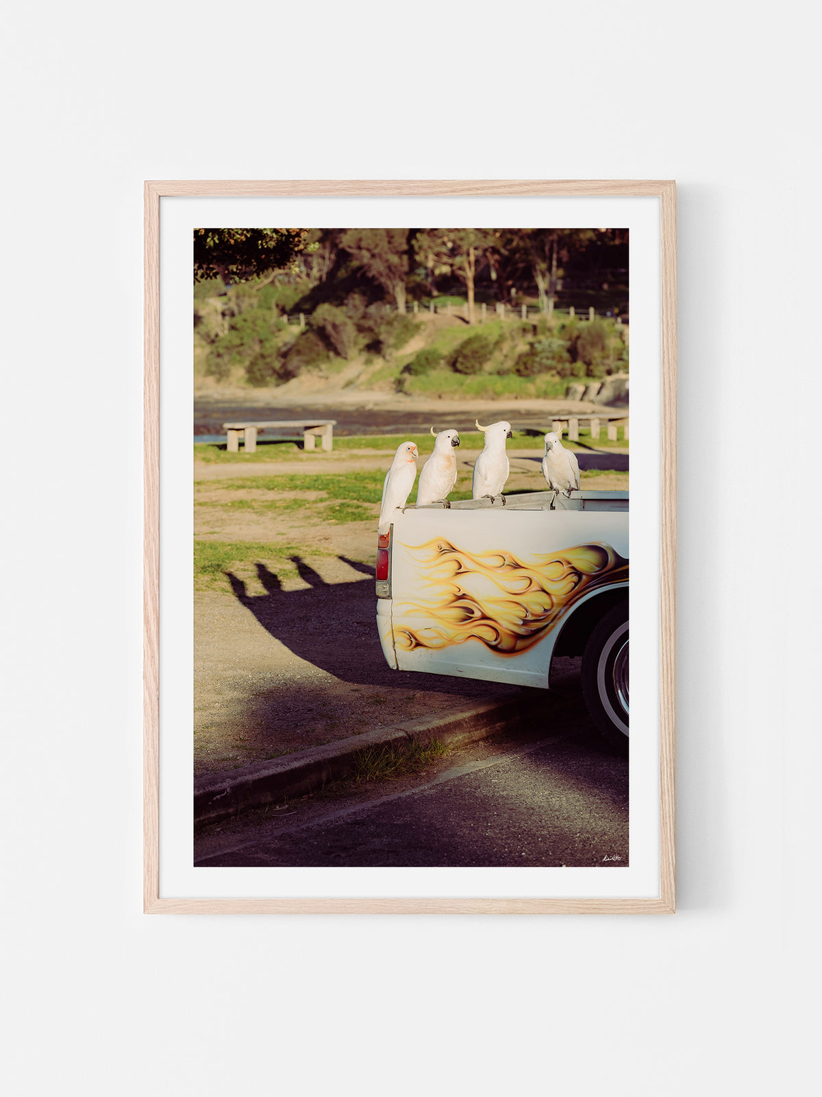 Lorne Cockatoos, Corellas and Cars