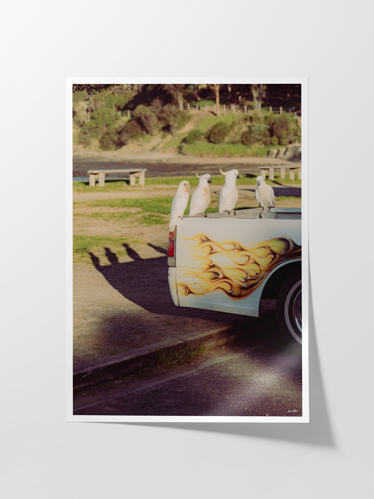 Lorne Cockatoos, Corellas and Cars