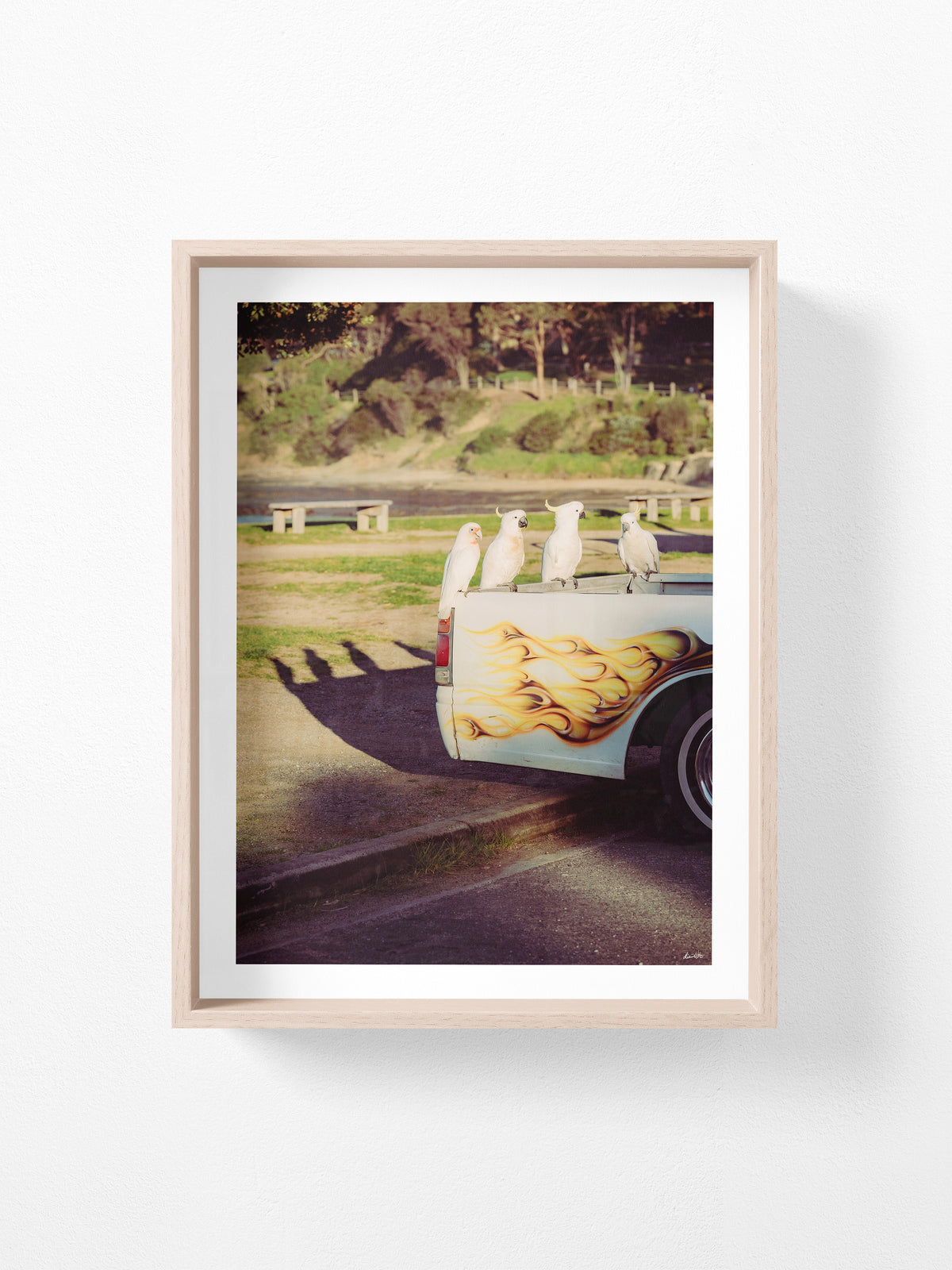Lorne Cockatoos, Corellas and Cars