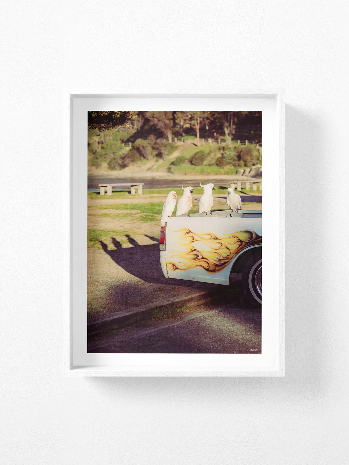 Lorne Cockatoos, Corellas and Cars