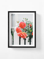 Melbourne White Picket Fence Dahlia