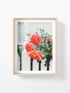 Melbourne White Picket Fence Dahlia