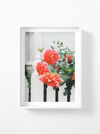 Melbourne White Picket Fence Dahlia