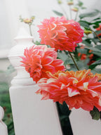 Melbourne White Picket Fence Dahlia