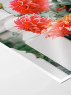 Melbourne White Picket Fence Dahlia