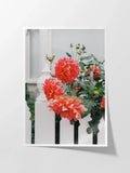 Melbourne White Picket Fence Dahlia