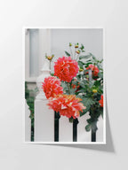 Melbourne White Picket Fence Dahlia