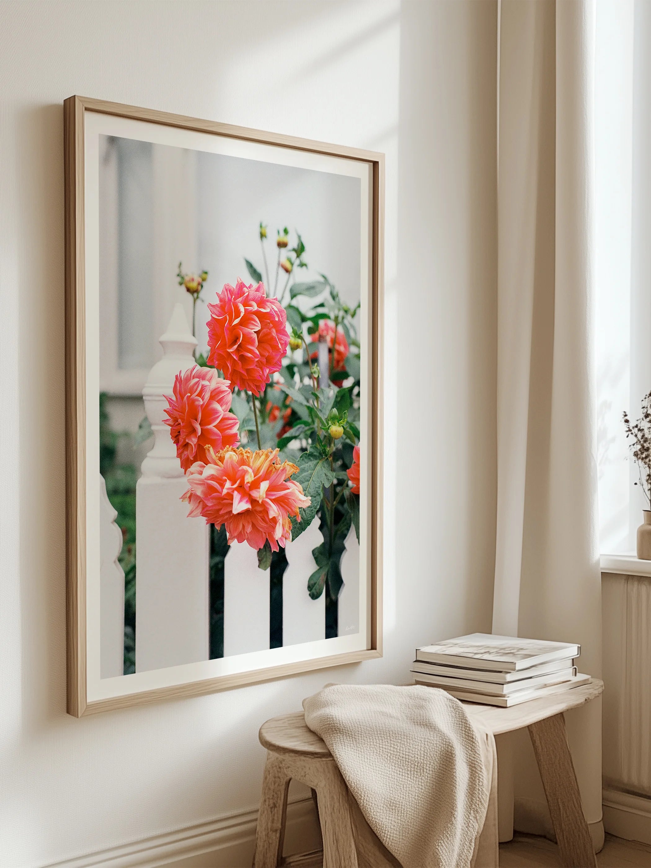 Melbourne White Picket Fence Dahlia