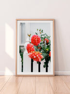 Melbourne White Picket Fence Dahlia