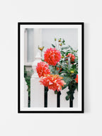 Melbourne White Picket Fence Dahlia
