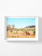 Mereenie Loop Road Wild Horses