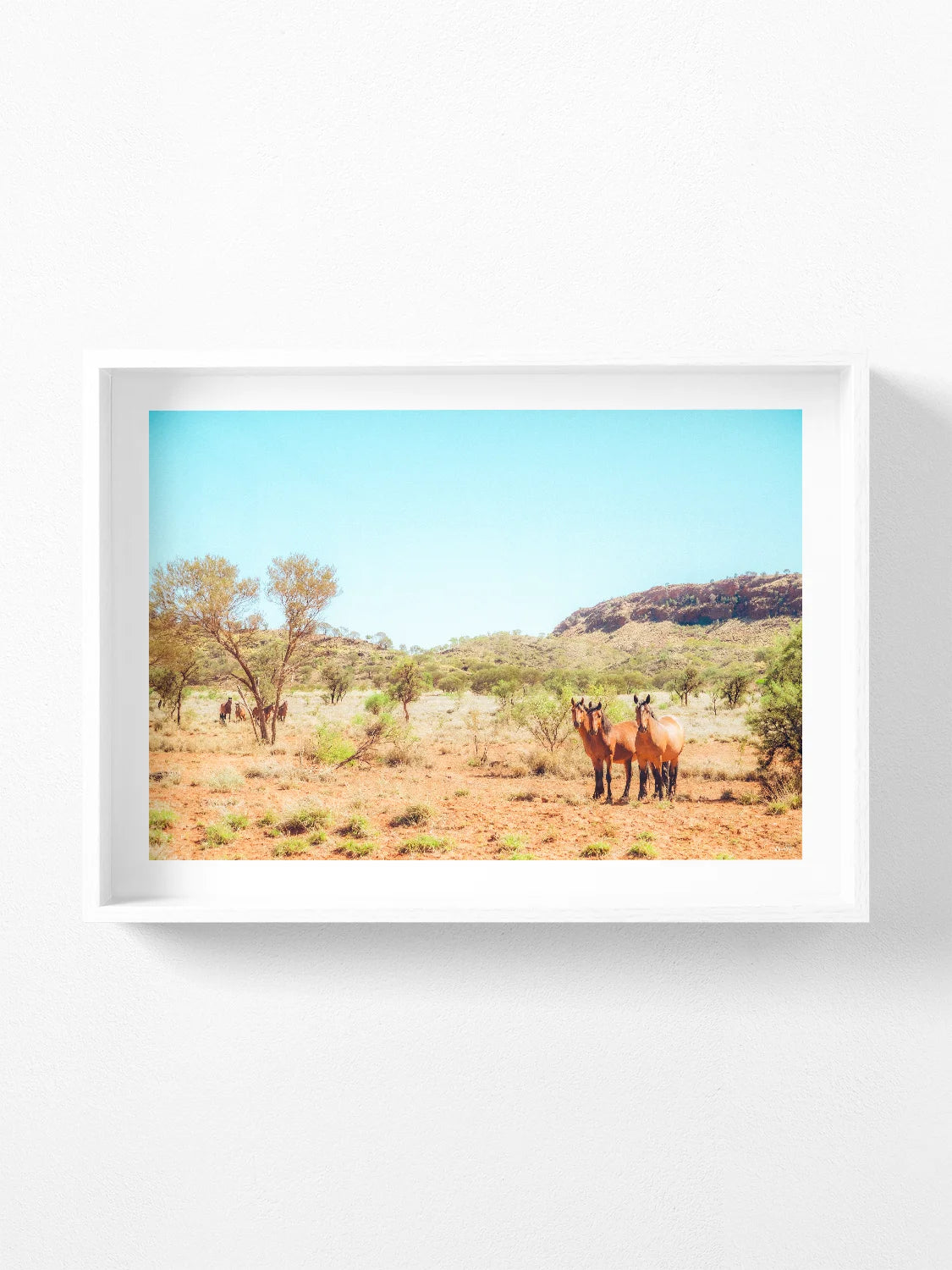 Mereenie Loop Road Wild Horses
