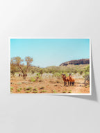 Mereenie Loop Road Wild Horses