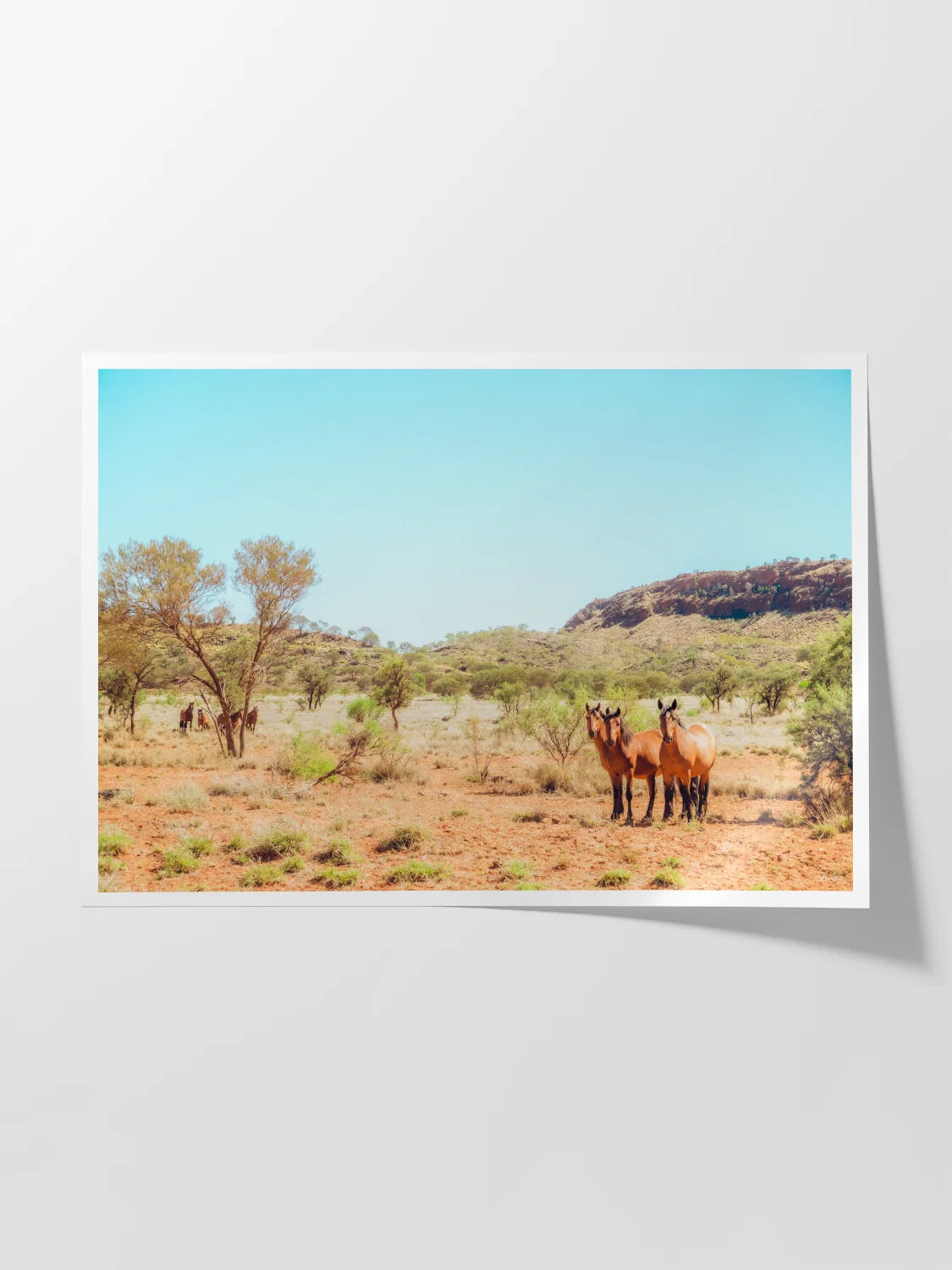 Mereenie Loop Road Wild Horses