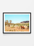 Mereenie Loop Road Wild Horses