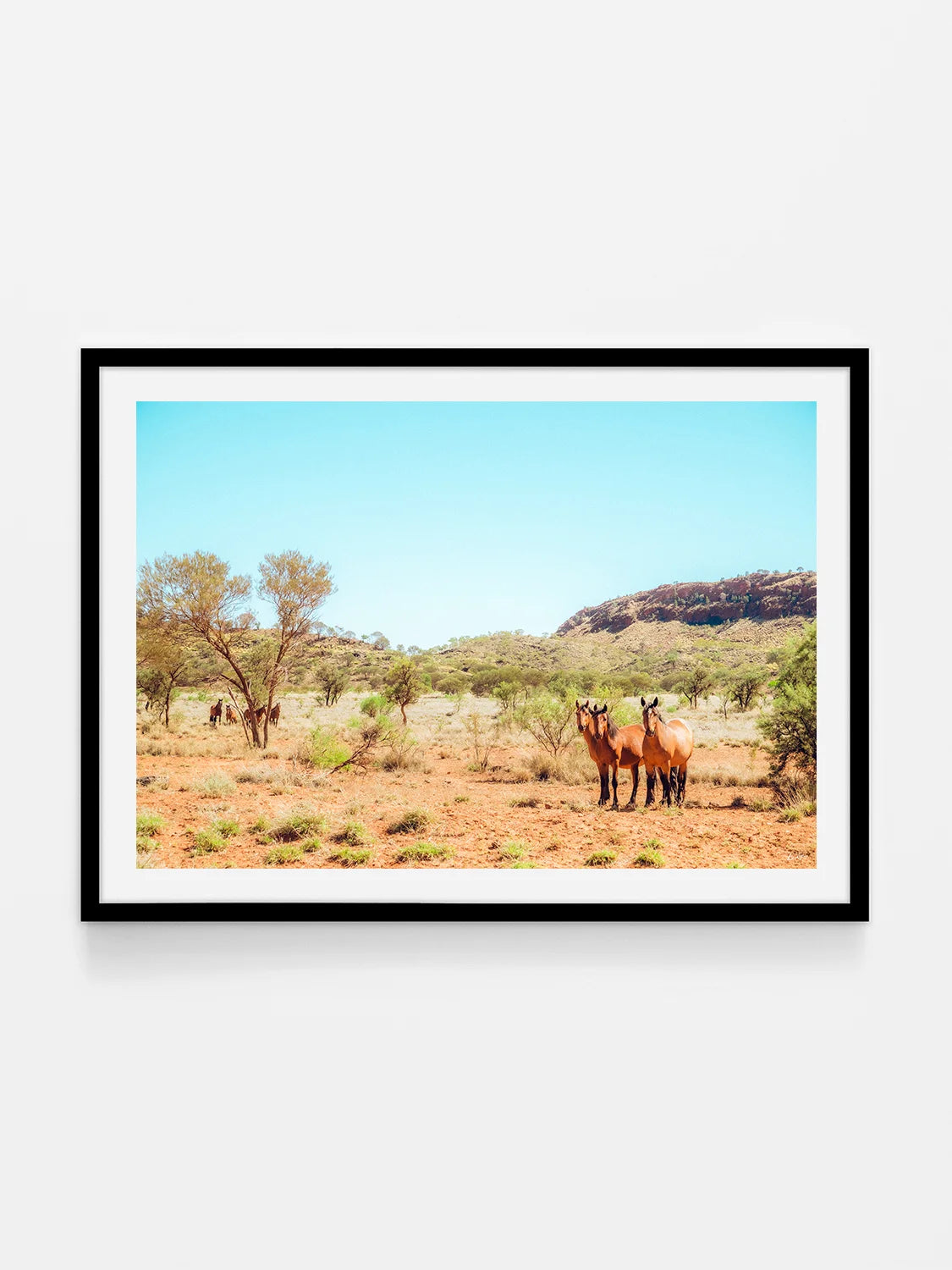 Mereenie Loop Road Wild Horses