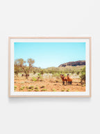 Mereenie Loop Road Wild Horses