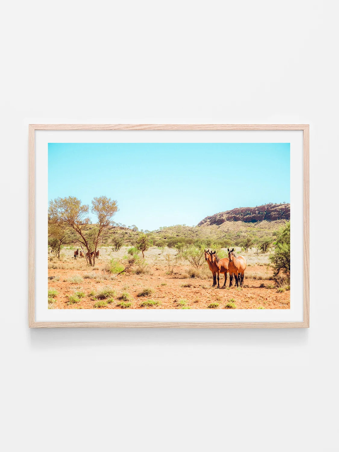 Mereenie Loop Road Wild Horses