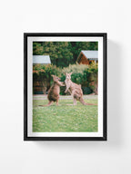 Cumberland River Holiday Park Kangaroos