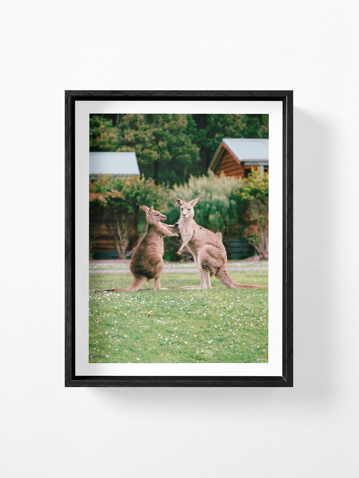 Cumberland River Holiday Park Kangaroos