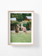 Cumberland River Holiday Park Kangaroos