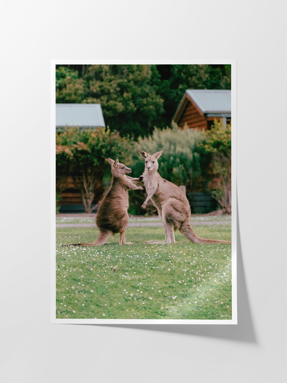 Cumberland River Holiday Park Kangaroos