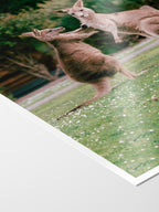 Cumberland River Holiday Park Kangaroos