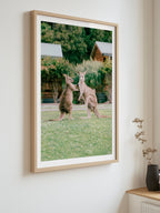 Cumberland River Holiday Park Kangaroos