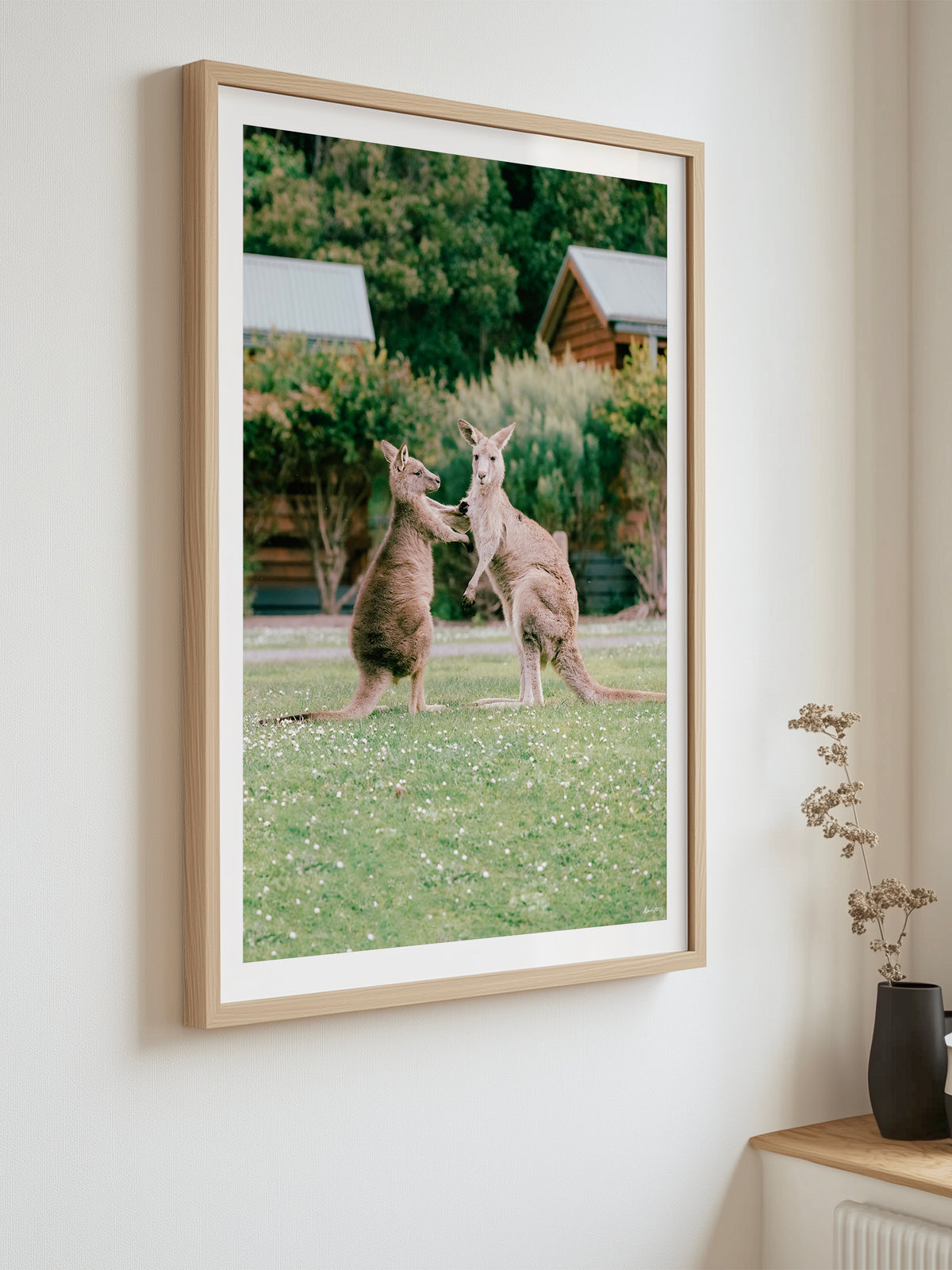 Cumberland River Holiday Park Kangaroos