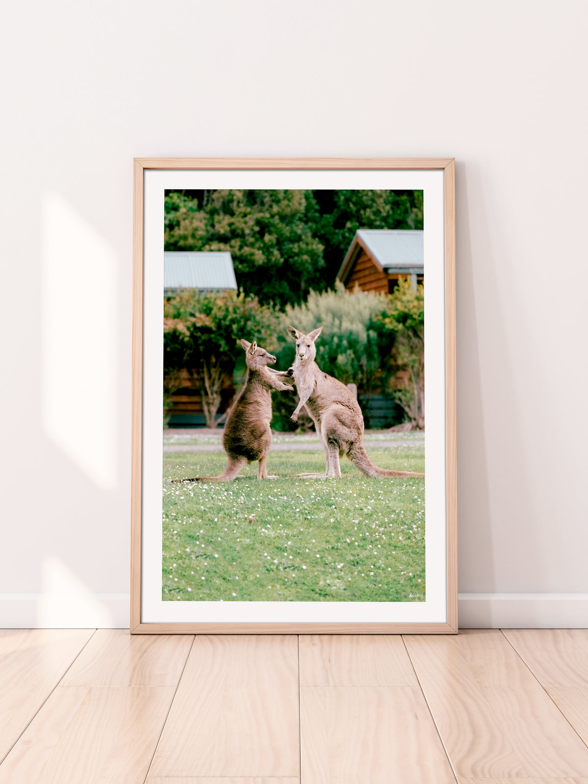 Cumberland River Holiday Park Kangaroos
