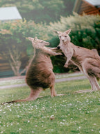 Cumberland River Holiday Park Kangaroos