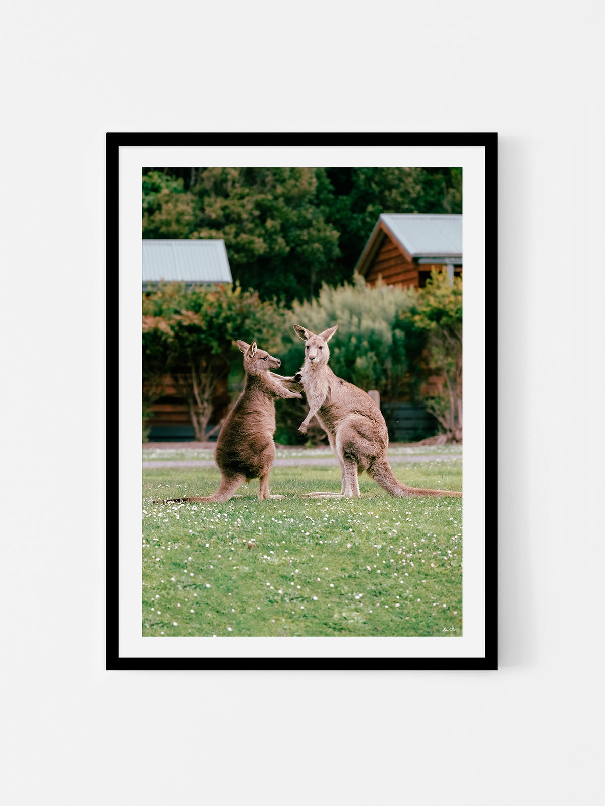 Cumberland River Holiday Park Kangaroos