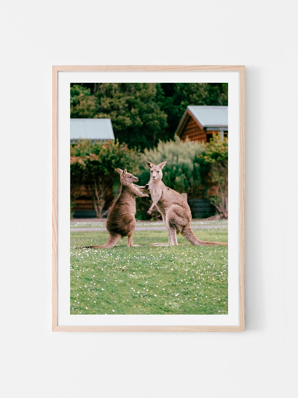 Cumberland River Holiday Park Kangaroos