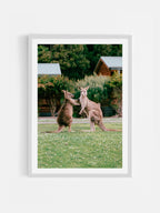 Cumberland River Holiday Park Kangaroos