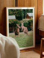 Cumberland River Holiday Park Kangaroos