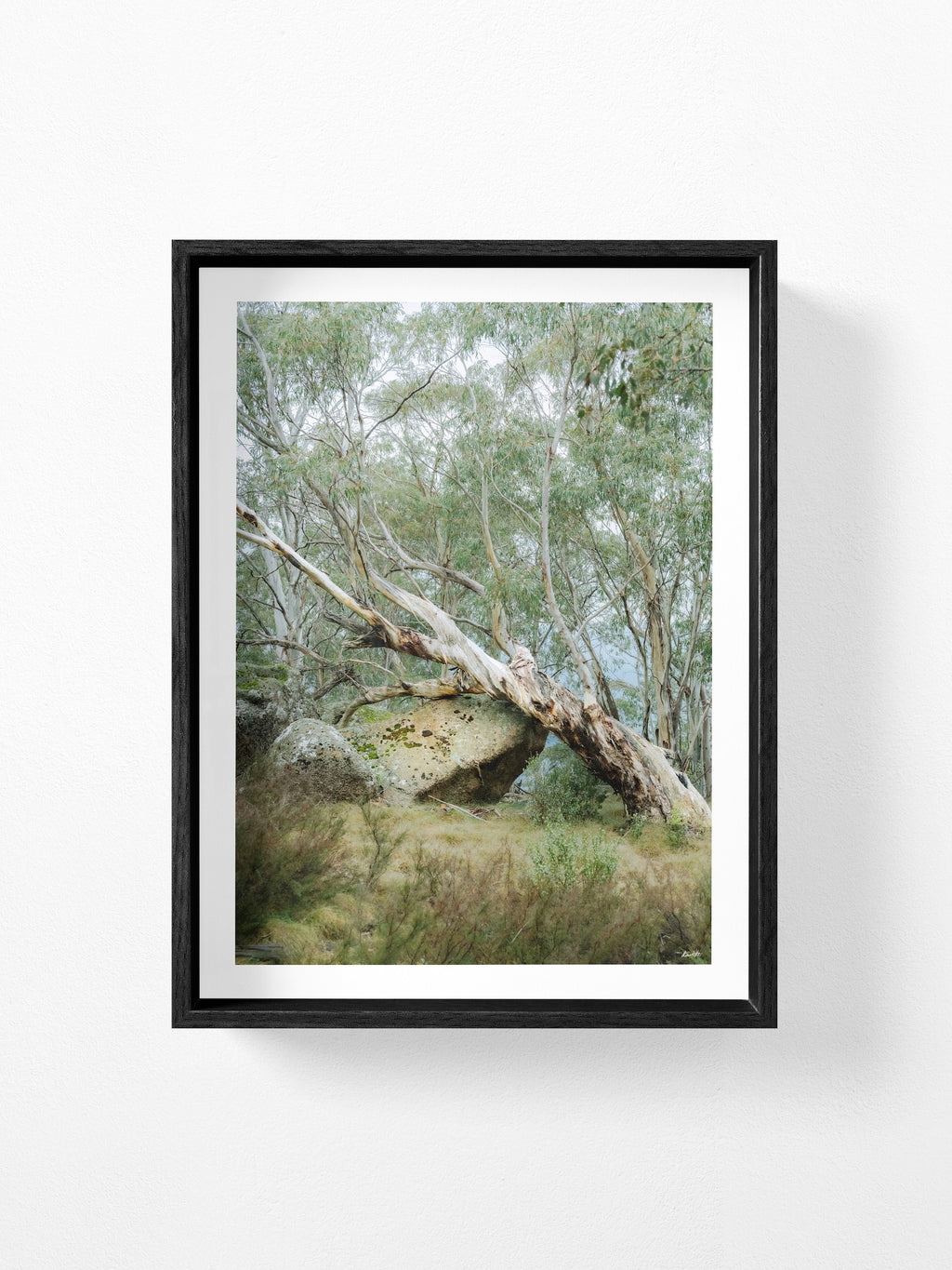 Mount Buffalo Summit Snow Gum