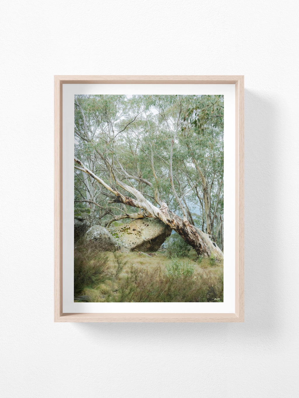 Mount Buffalo Summit Snow Gum
