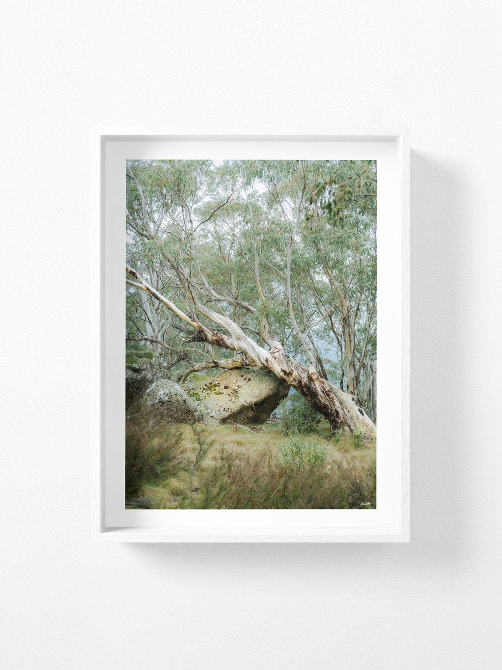 Mount Buffalo Summit Snow Gum