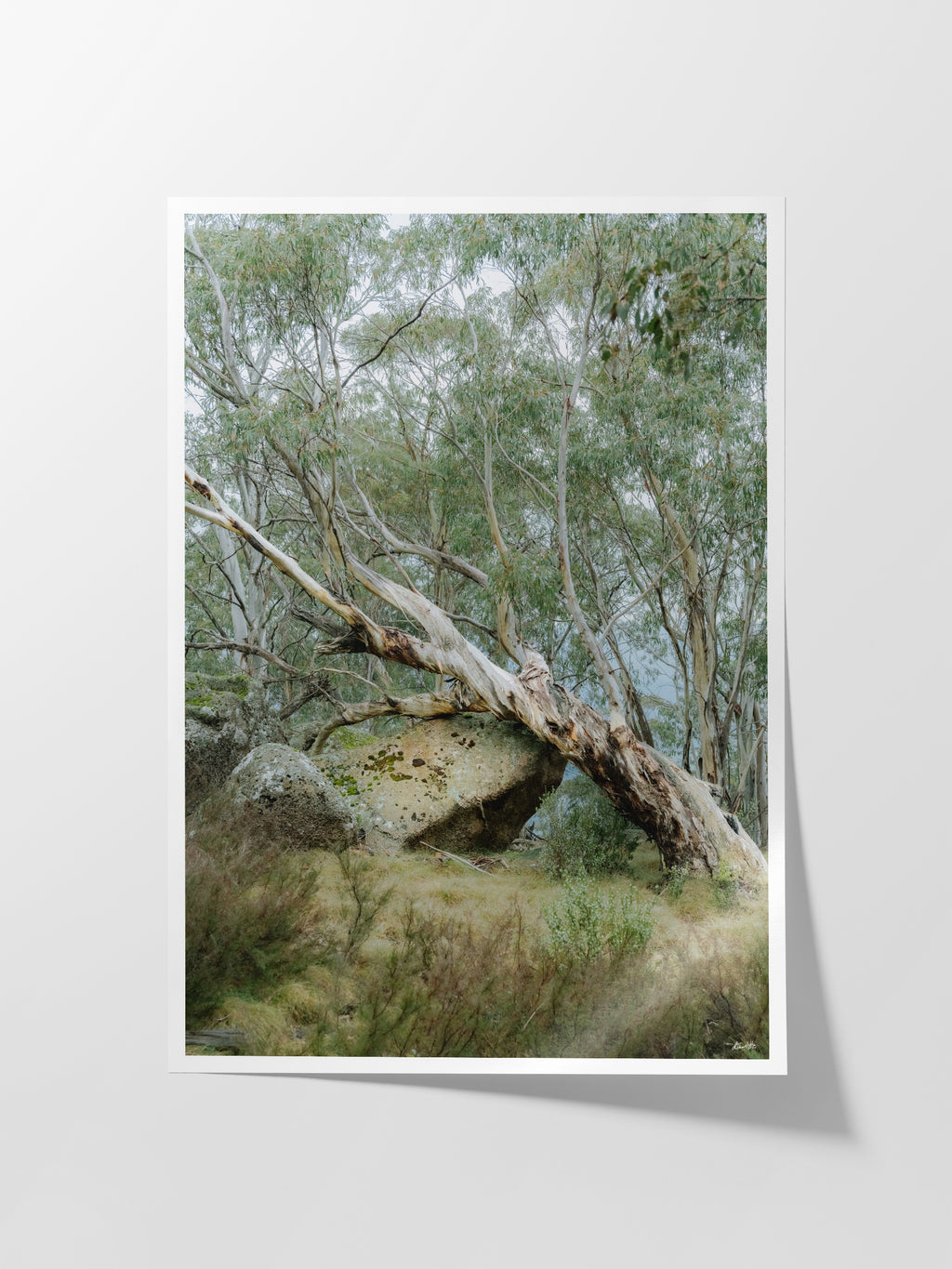 Mount Buffalo Summit Snow Gum